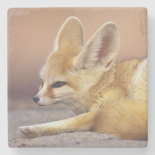 Norra Afrikan. Fennec Fennecus zerda) Stenunderlägg (Framsidan)