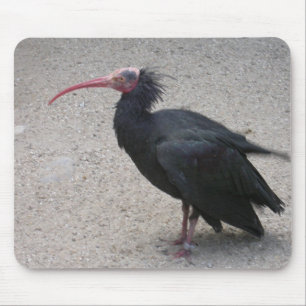 Norra Bald Ibis Musmatta