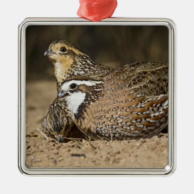 Norra Bobwhite vaktail spädbarn vid dammen för dry Julgransprydnad Metall (Framsidan)