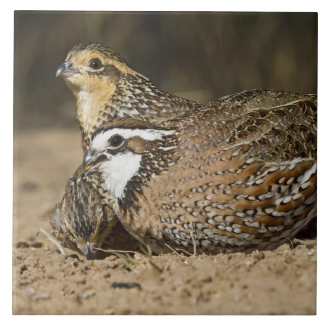 Norra Bobwhite vaktail spädbarn vid dammen för dry Kakelplatta (Framsidan)