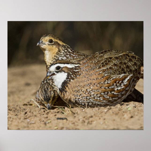 Norra Bobwhite vaktail spädbarn vid dammen för dry Poster (Framsidan)