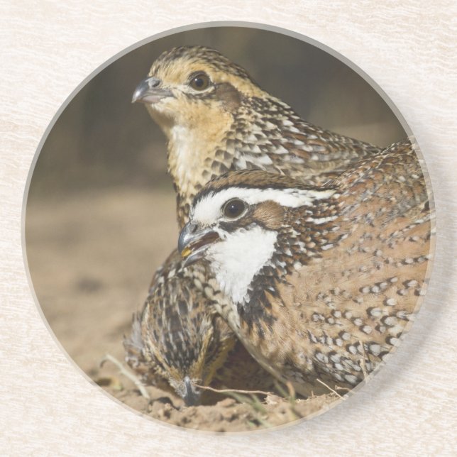 Norra Bobwhite vaktail spädbarn vid dammen för dry Underlägg (Framsidan)
