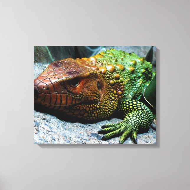 Norra Caiman Lizard Dracaena Guianensis Canvastryck (Framsida)