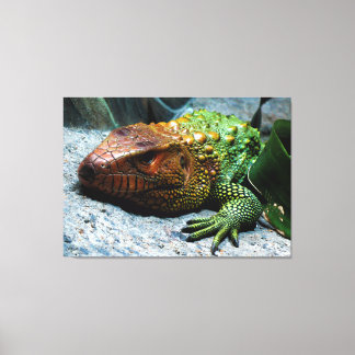 Norra Caiman Lizard Dracaena Guianensis Canvastryck