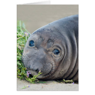 Norra Elephant Seal-Valpen i Piedras Blancas Hälsningskort