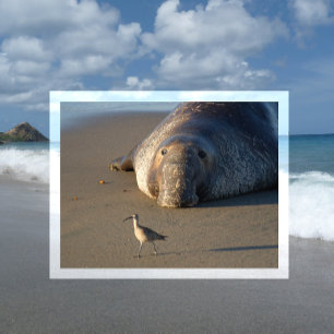 Norra Elephant Seal Watches Bird Monterey Bay Vykort