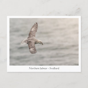 Norra fulmar Nature Photo Vykort