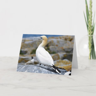 Norra Gannet Kort