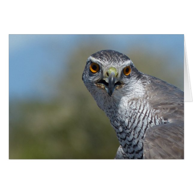 Norra Gohawk närmare Hälsningskort (Framsidan Horizontal)