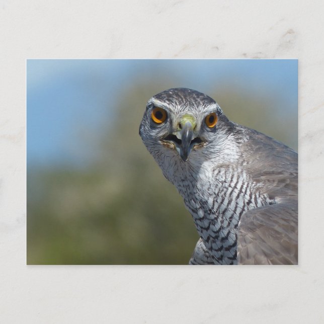 Norra Gohawk närmare Vykort (Framsida)