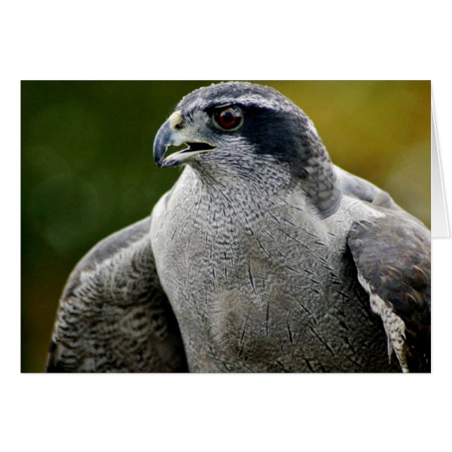 Norra Goshawk Hälsningskort (Framsidan Horizontal)