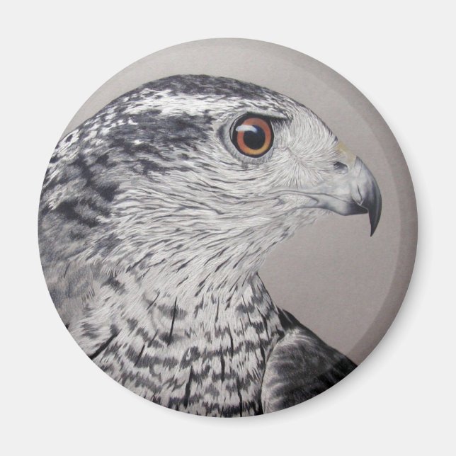 Norra Goshawk Magnet (Framsidan)
