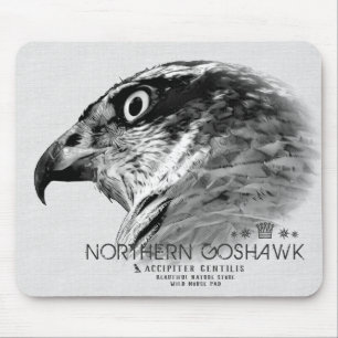 Norra Goshawk Musmatta