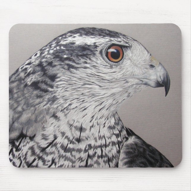 Norra Goshawk Musmatta (Framsidan)