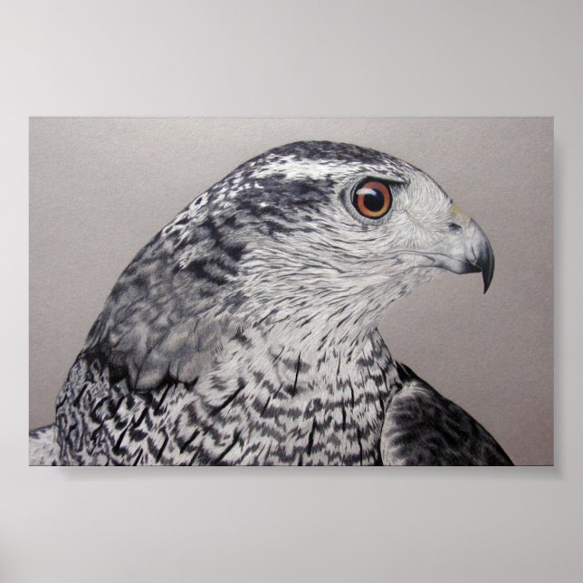 Norra Goshawk Poster (Framsidan)