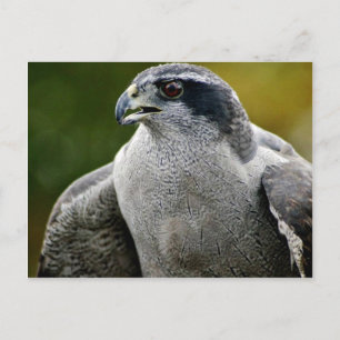 Norra Goshawk Vykort