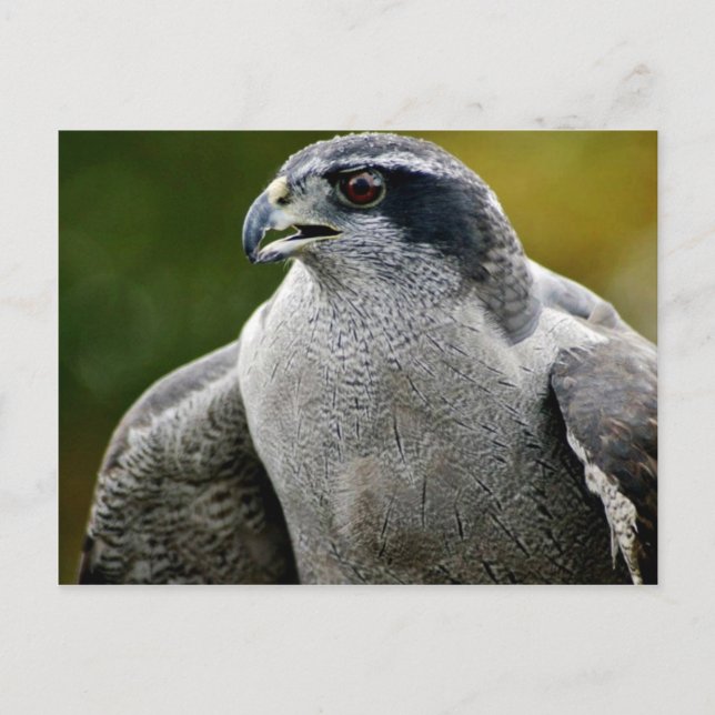 Norra Goshawk Vykort (Framsida)