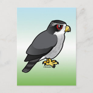 Norra Goshawk Vykort