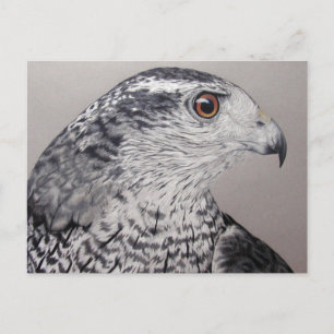 Norra Goshawk Vykort