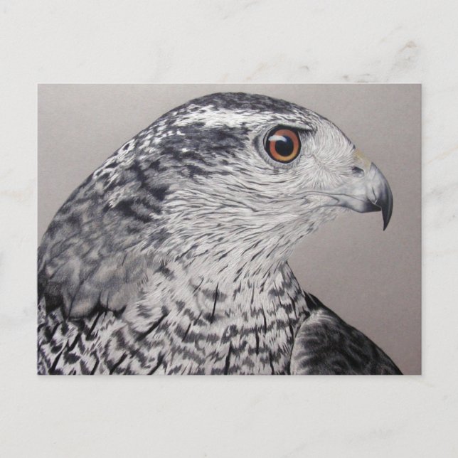 Norra Goshawk Vykort (Framsida)