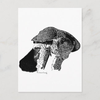 Norra Goshawk Vykort