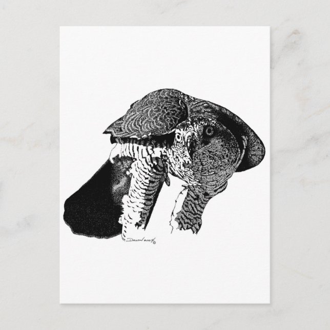 Norra Goshawk Vykort (Framsida)