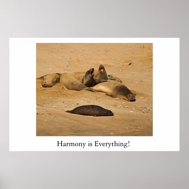 Norra Kaliforniens elefant sälar Poster (Framsidan)