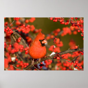 Norra kardinalen (Common Winterberry) Poster