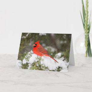 Norra kardinalen i Juniper Träd vid Wintertime Helgkort