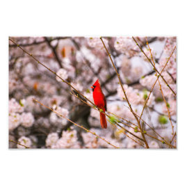 Norra kardinalen i Rosa Fototryck