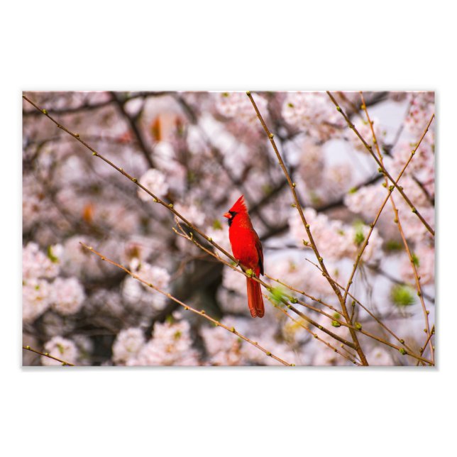 Norra kardinalen i Rosa Fototryck (Framsidan)