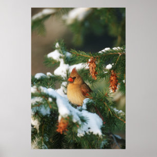 Norra kardinalen i träd, Illinois Poster