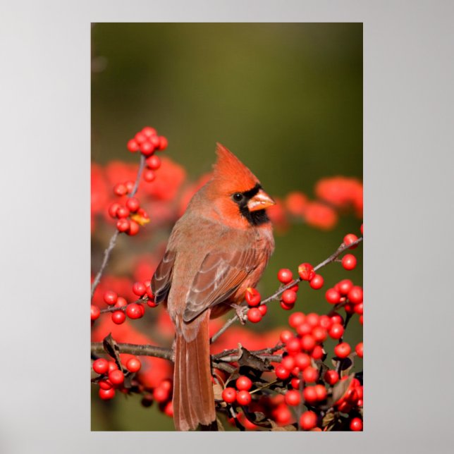 Norra kardinalen på Common Winterberry Poster (Framsidan)