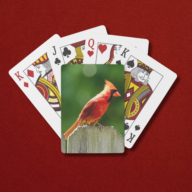 Norra kardinalen på stängslet i sommaren casinokort (A bright red male northern cardinal makes these playing cards perfect for summer!)