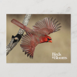 Norra kardinalen under flygning vykort