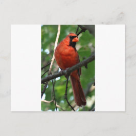 Norra kardinalen vykort