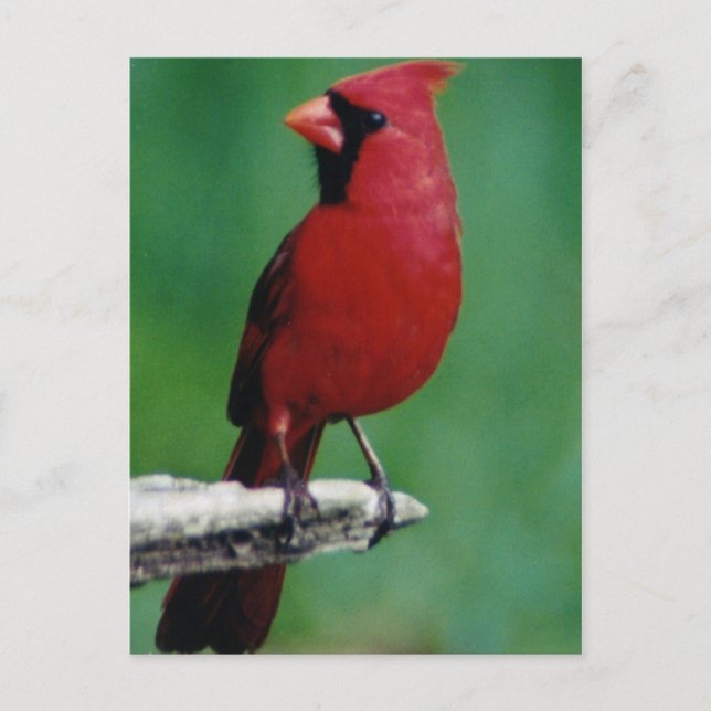 Norra Kardinaler Vykort (Framsida)