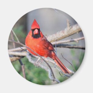 Norra kardinalfoto magnet