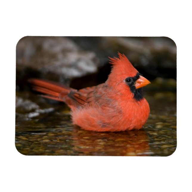 Norra kardinalhanbad magnet (Horisontell)