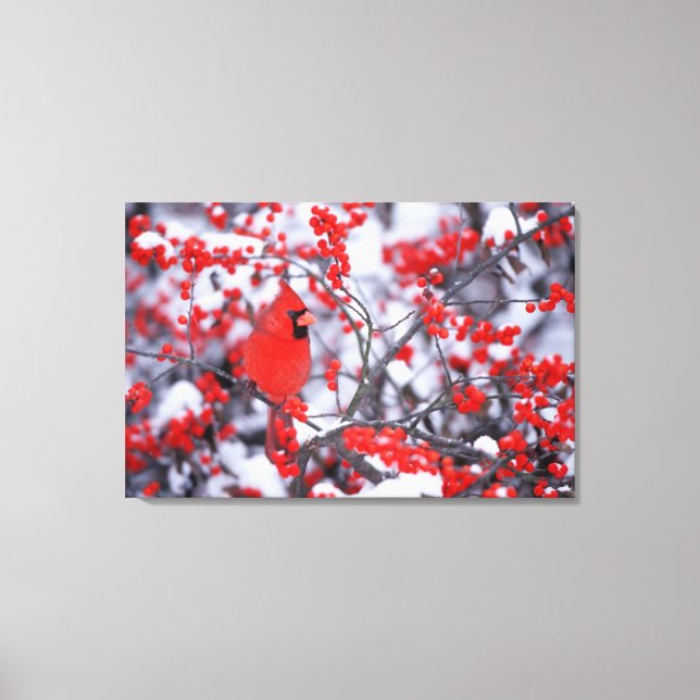 Norra kardinalhanen, vinter, IL Canvastryck (Framsida)
