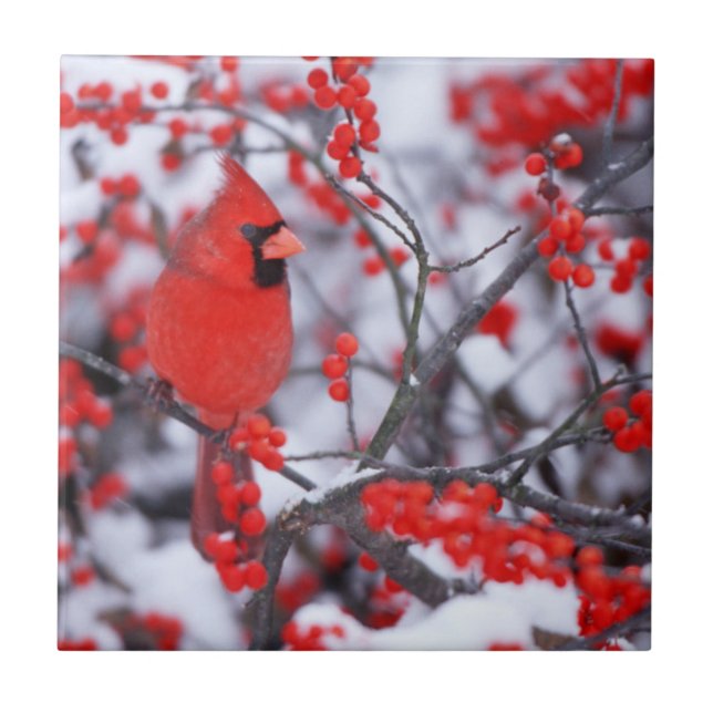 Norra kardinalhanen, vinter, IL Kakelplatta (Framsidan)