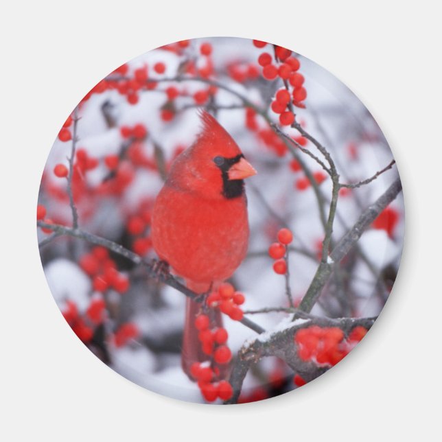 Norra kardinalhanen, vinter, IL Magnet (Framsidan)