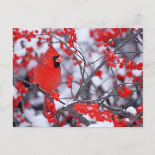 Norra kardinalhanen, vinter, IL Vykort (Framsida)