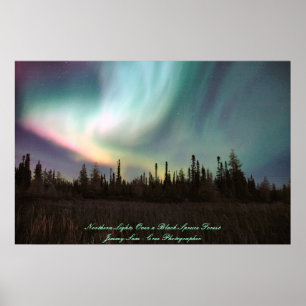 Norra Ljus Över en Black Spruce Forest Poster