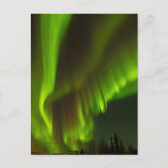 Norra Ljuset | Fairbanks, Alaska Vykort (Framsida)
