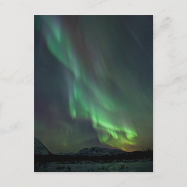 Norra ljuset | Whitehorse, Yukon Vykort (Framsida)