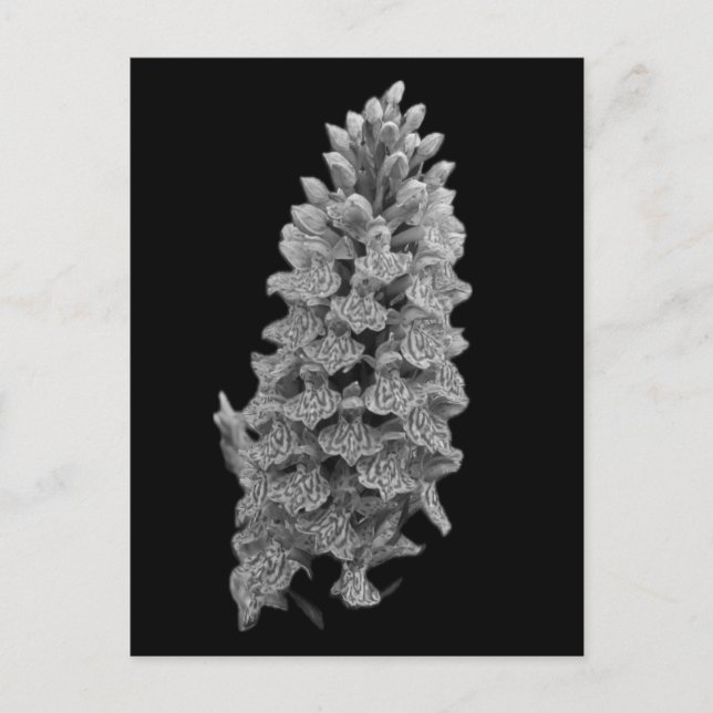 Norra marshorchid vykort (Framsida)