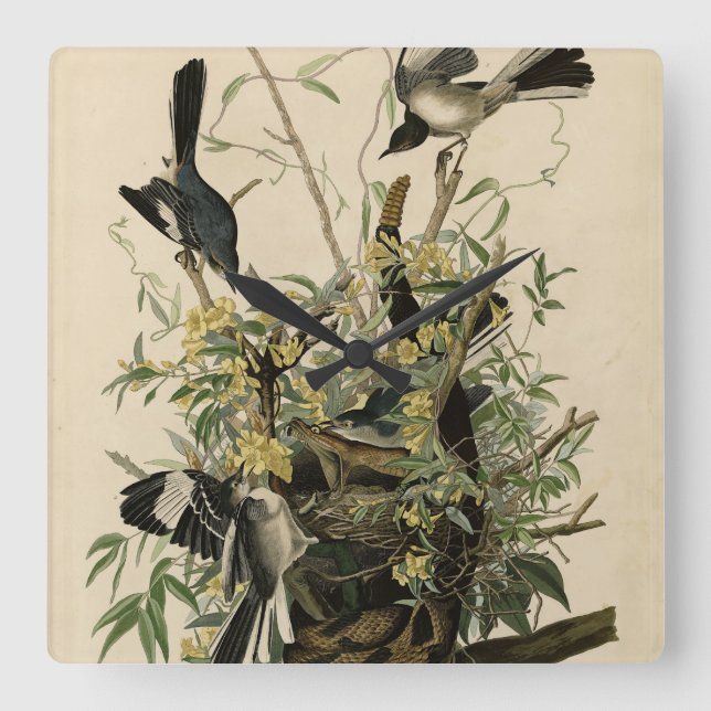 Norra Mocking Bird, Audubon's Birds of America Fyrkantig Klocka (Framsida)