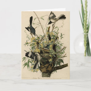 Norra Mocking Bird, Audubon's Birds of America Kort
