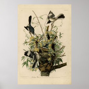Norra Mocking Bird, Audubon's Birds of America Poster